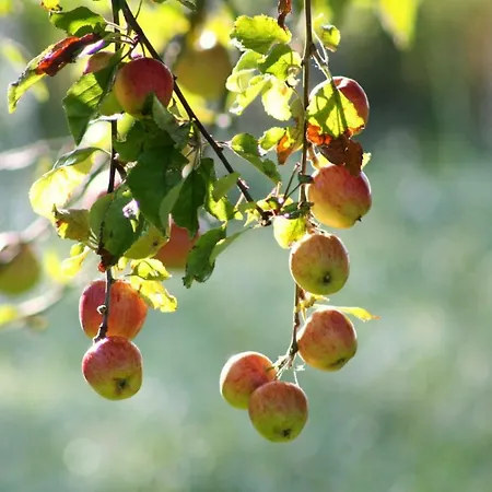 Forsthof Niendorf * Teterow