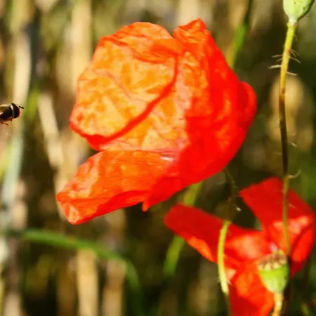Forsthof Niendorf Appartement Teterow