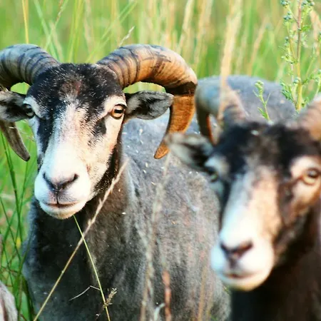 Forsthof Niendorf Appartamento *