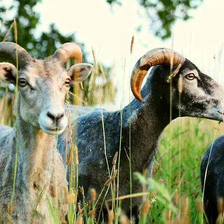 Appartamento Forsthof Niendorf Teterow